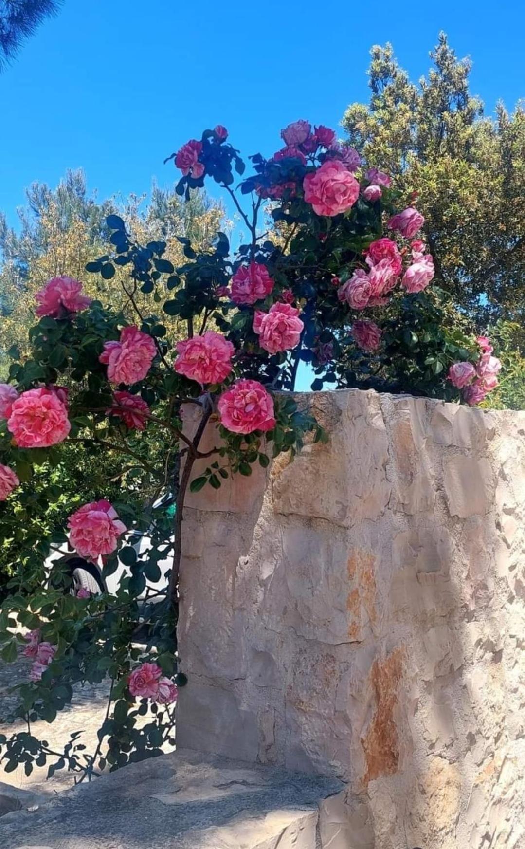 Il Trullo Delle Rose, Monopoli By Il Pumo Di Puglia Βίλα Cozzana Εξωτερικό φωτογραφία